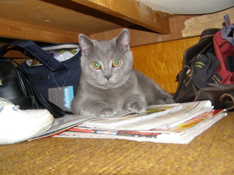 Foto: -