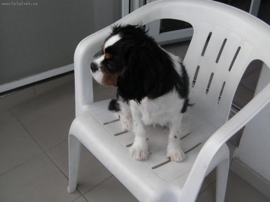 Foto: apetit-Pros�m pora�te mi co s jeho �ravost�. Je mu / roku, je na granul�ch Royal