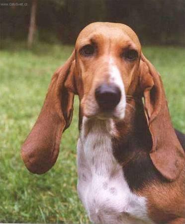 Fotky: Artsko-normandsk basset (foto, obrazky)