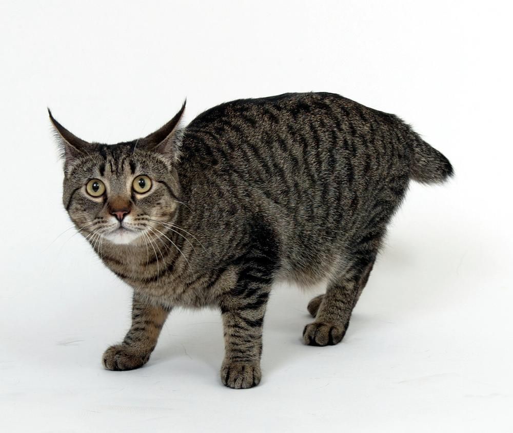 Fotky: Japonský bobtail dlouhosrstý (foto, obrazky)