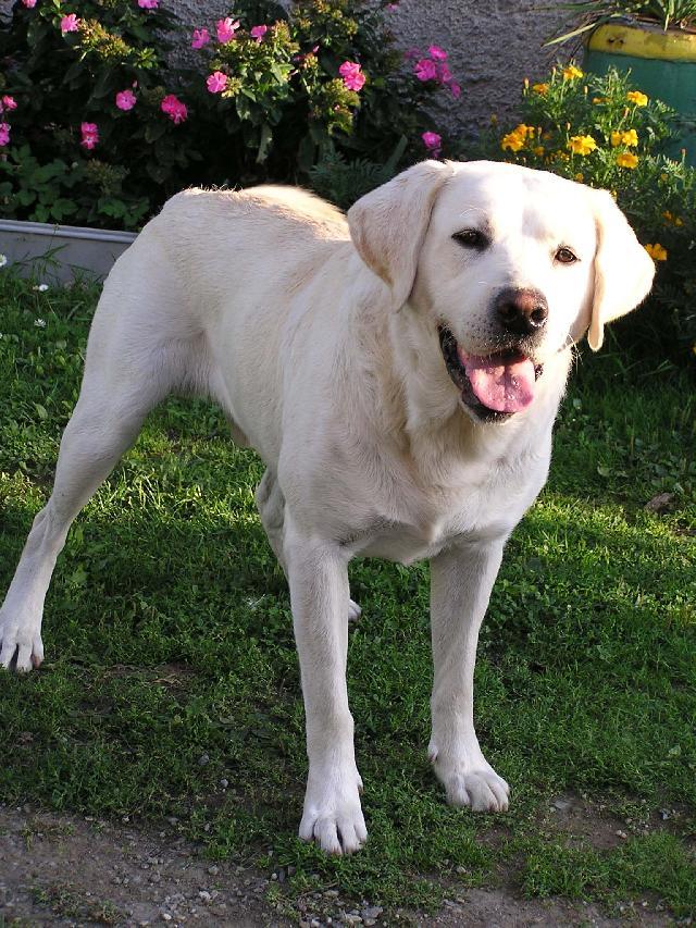 Fotky: Labradorský retrívr (foto, obrazky)