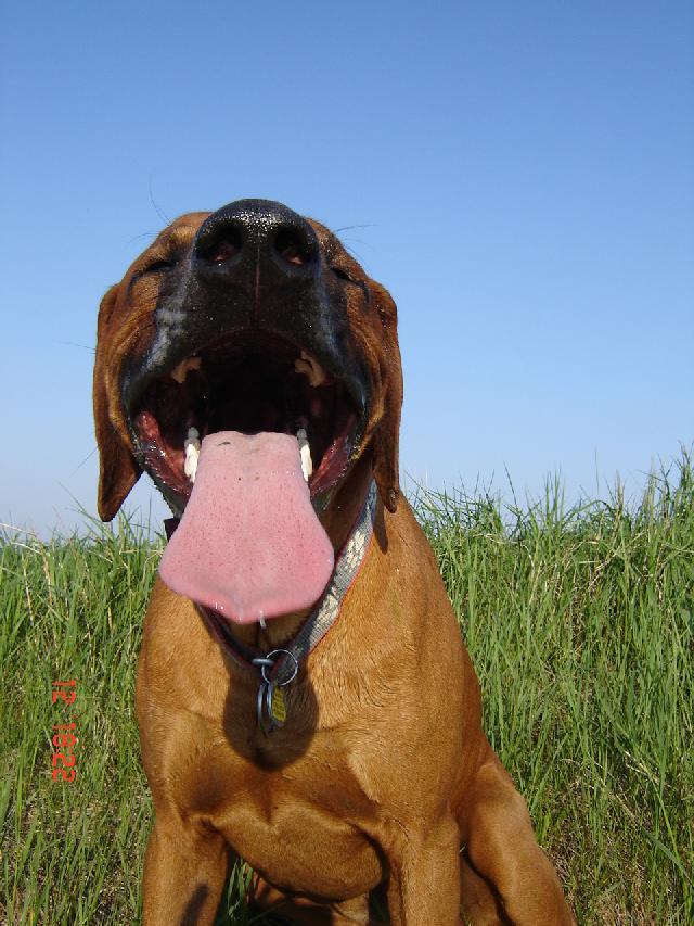Fotky: Rhodéský ridgeback, Rhodézský ridgeback (foto, obrazky)