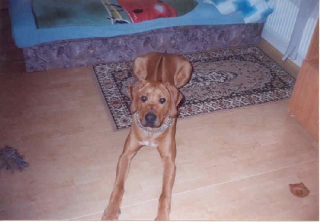 Fotky: Rhodéský ridgeback, Rhodézský ridgeback (foto, obrazky)
