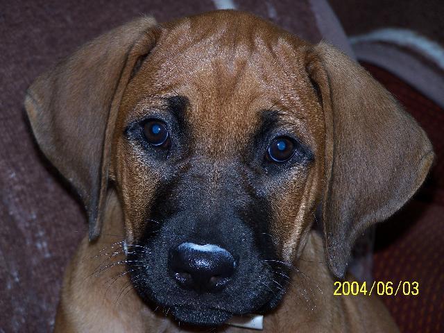 Fotky: Rhodéský ridgeback, Rhodézský ridgeback (foto, obrazky)