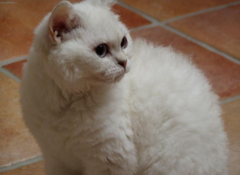 Fotky: Zbarvení Tabby-point (foto, obrazky)