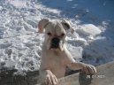 Německý boxer
