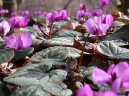 Fotky: Ciklmen, Brambok (foto, obrazky)