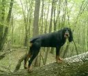 Černo-tříslový coonhound