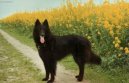 Belgick ovk - Groenendael