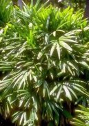 Rhapis, palmenka nízká
