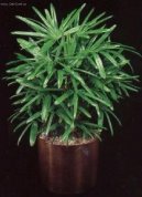 Rhapis, palmenka nízká