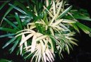 Rhapis, palmenka nízká
