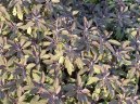 Pokojové rostliny:  > Šalvěj Lékařská (Salvia officinalis)