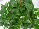 Pokojové rostliny:  > Šplhavnice, scindapsus, potos (Epipremnum)