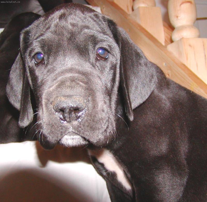 Foto: kr�sn� kuku�-�t���tko z Pern�t�nsk�ch hradeb