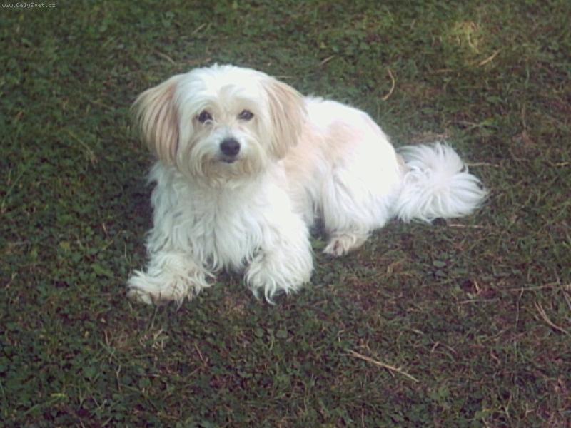 Foto: kety-k��enec maltez��ek ale nev�m s ��jm je�t�