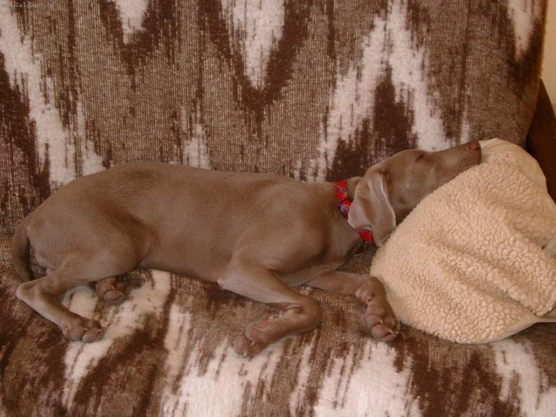 Foto: Pppp�����tttt....-Tak to je Fatimka po proch�zce ;-)