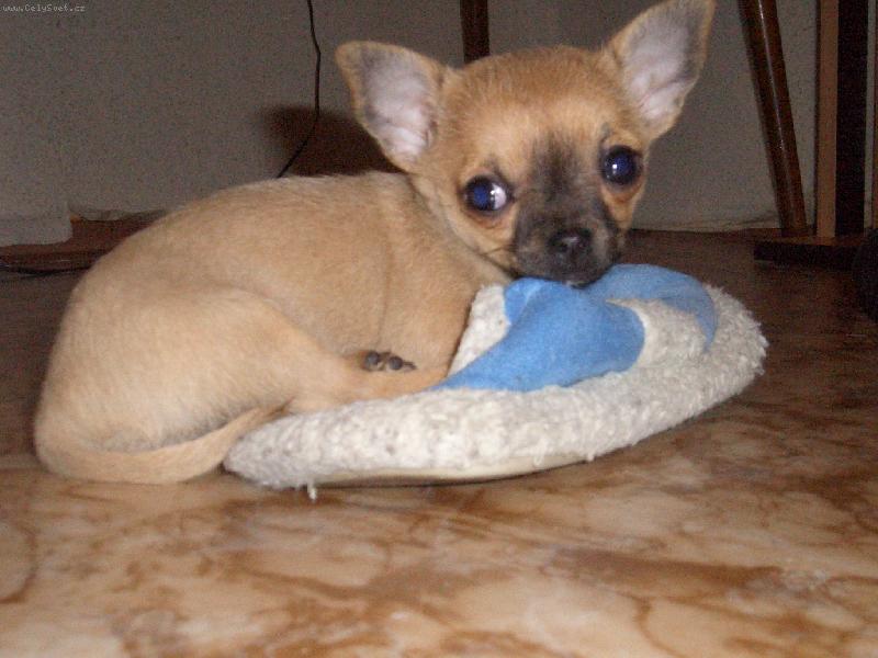 Foto: Tu spinkam rada