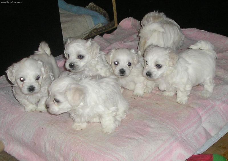 Foto: STENIATKA-STENIATKA