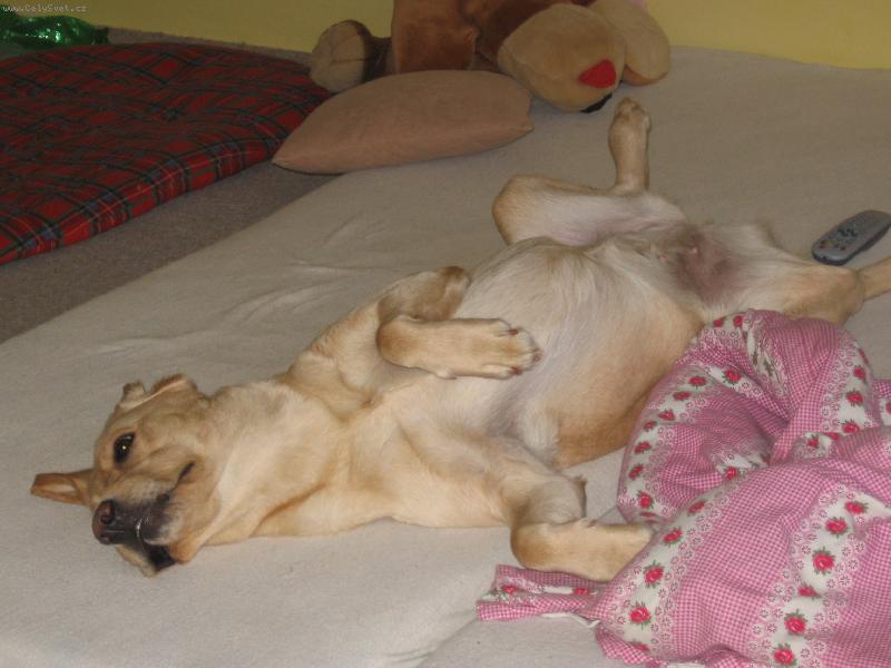 Foto: Tracy ve sv� obl�ben� poloze-... stejn� maj� lep�� pel�ek ne� j� ... :o)