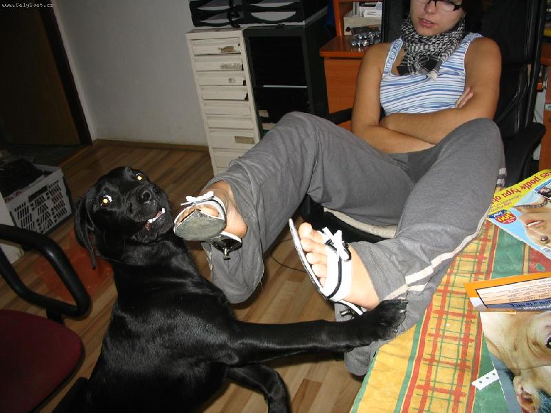 Foto: V�n� je to pes?