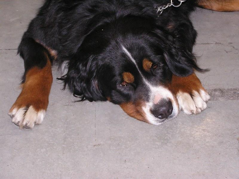 Foto: Akelka-Pros�m nebudit