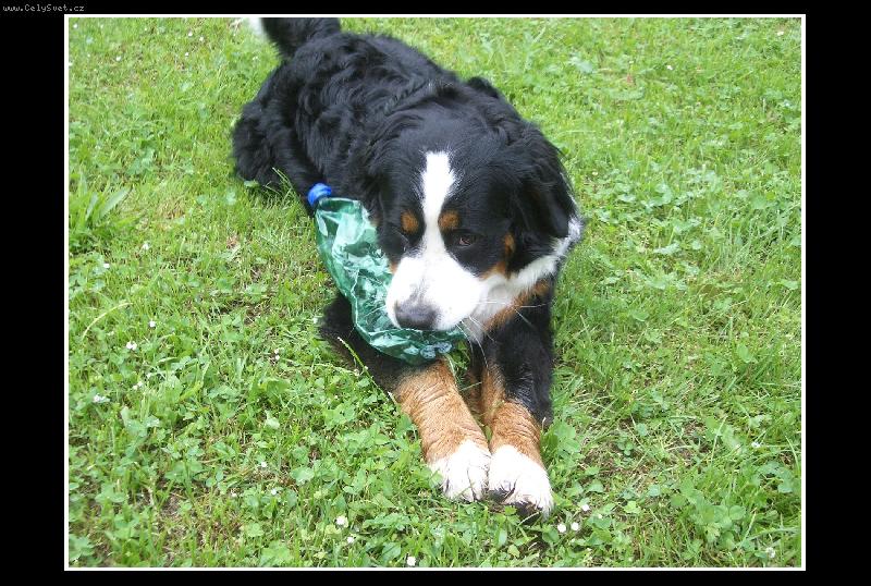 Foto: Pomaham recyklovat-Bernak s petlahvi v puse