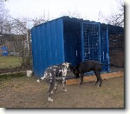 Vysmt BANDOG
