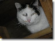 koka
