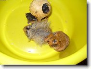 Keci
