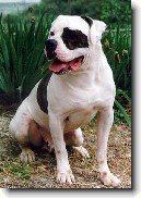 Americký bulldog