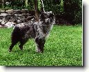 Pyrenejský ovčák s kratkou srstí