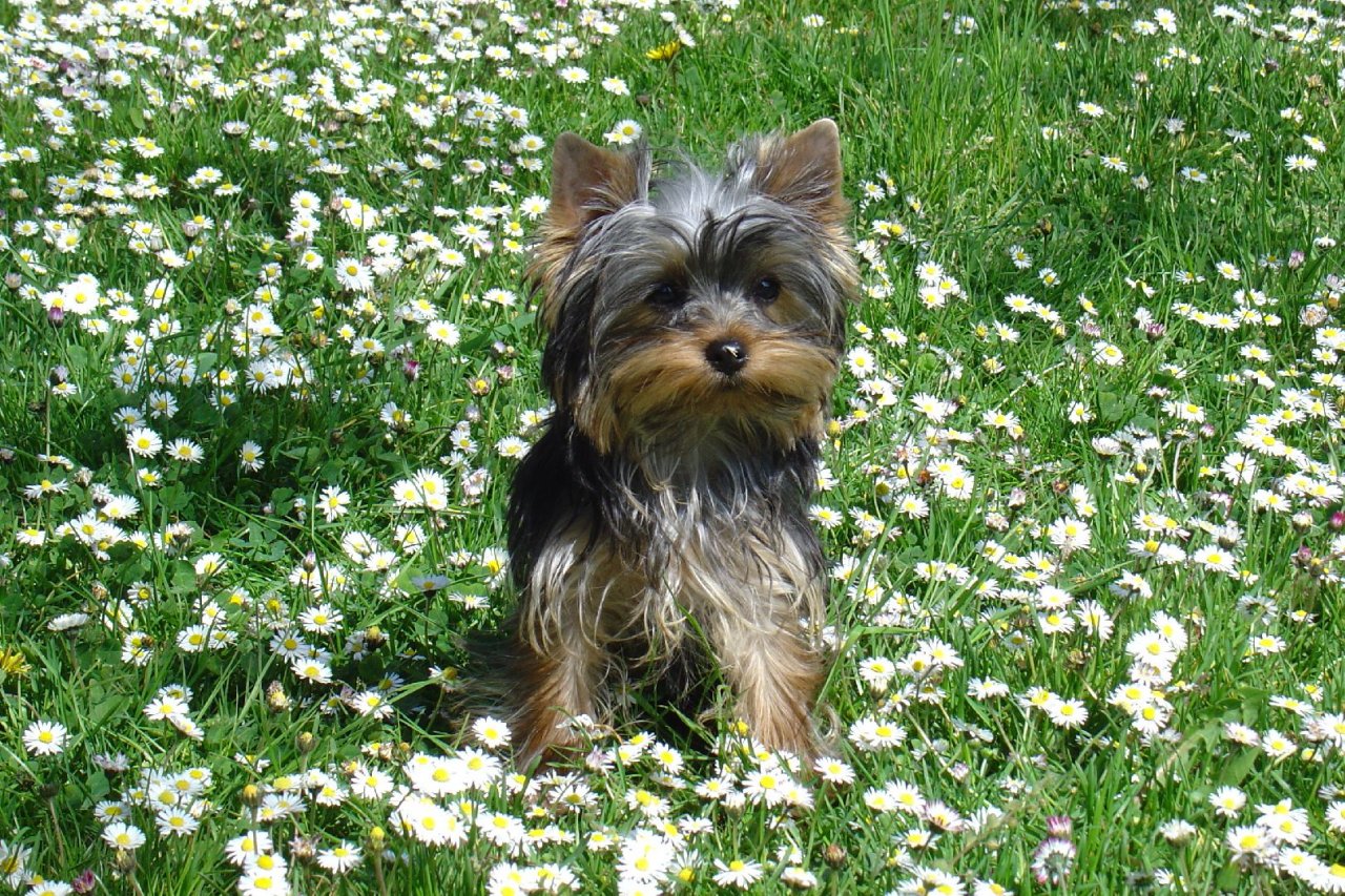 Foto: Daisy v sedmikráskách