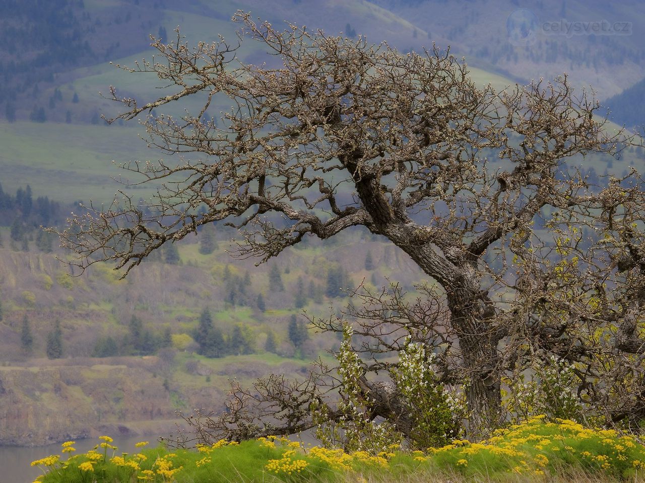 Foto: Stately Oak, Columbia River Gorge, Oregon