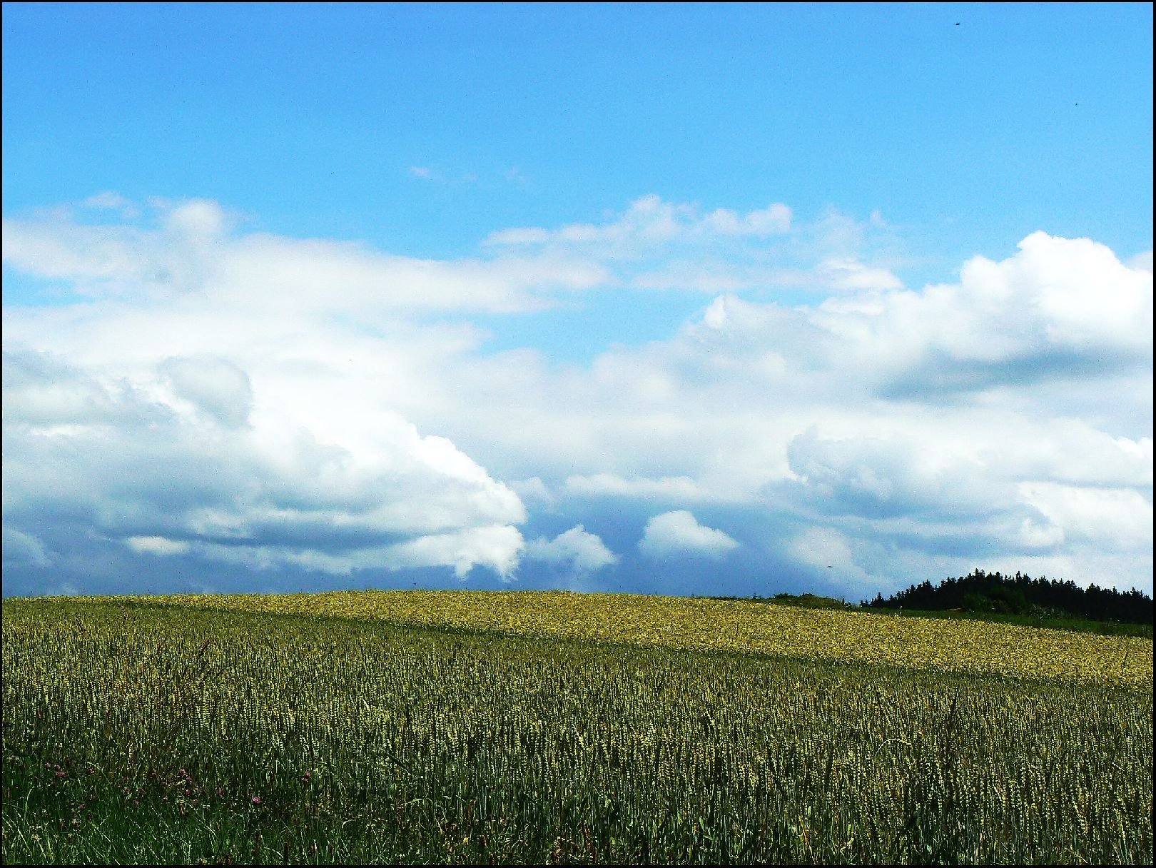 Foto: šumava