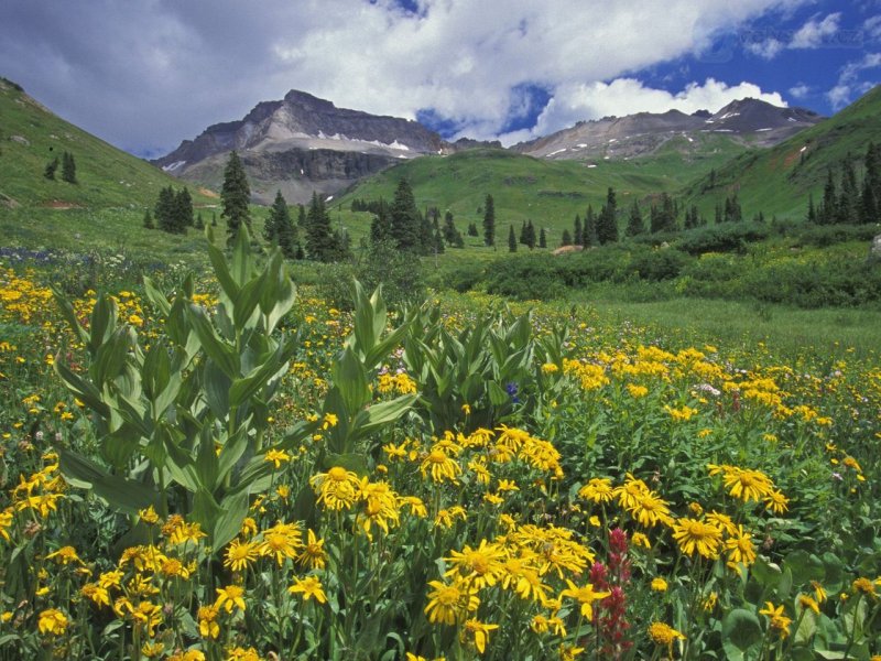 Foto: Sneezeweeds And Hellebores, Sneffels Range, Colorado
