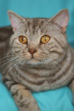 Chovatelska stanice ps�: BRITISH TUMBLER