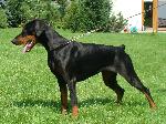 Chovatelska stanice psů: BUDDOGS
